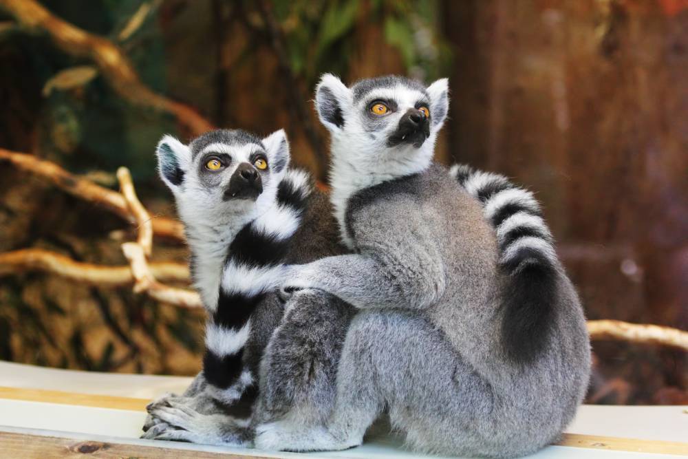Animal Trivia