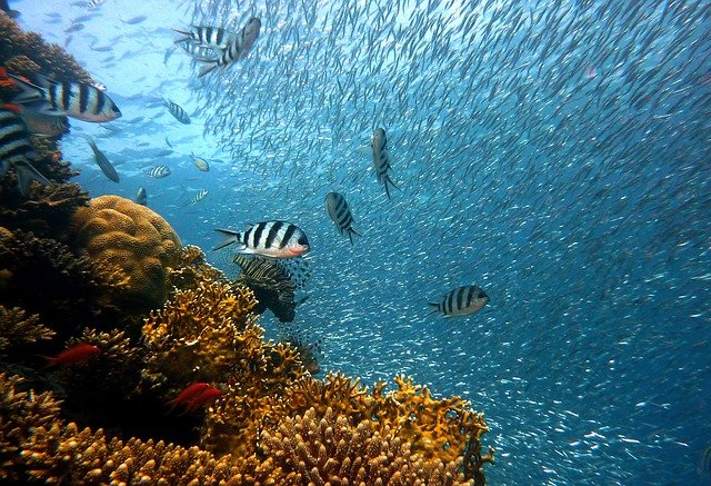 Beneath The Sea Trivia