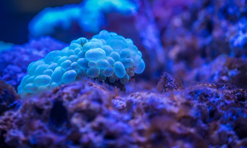 Biology Trivia