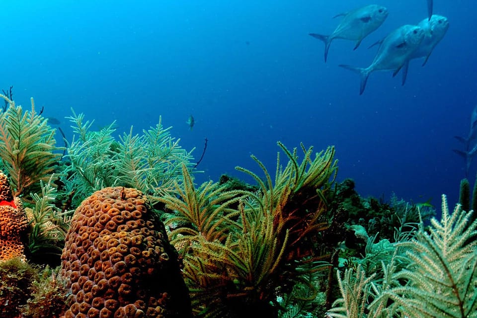 Ocean Trivia