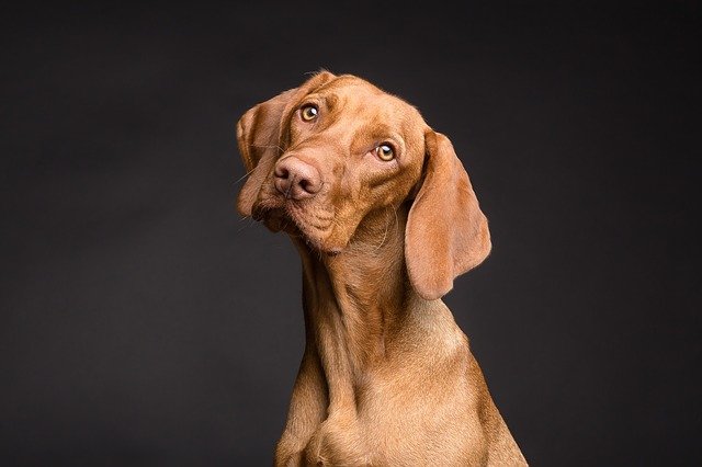 Dogs Trivia