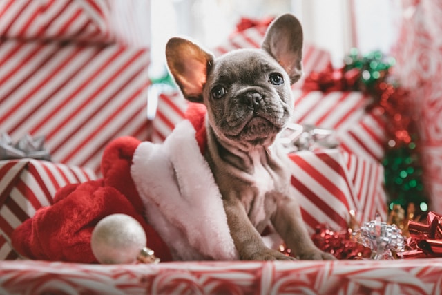 Holiday Trivia
