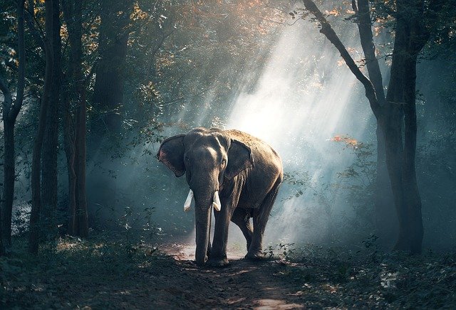 Mammals Trivia