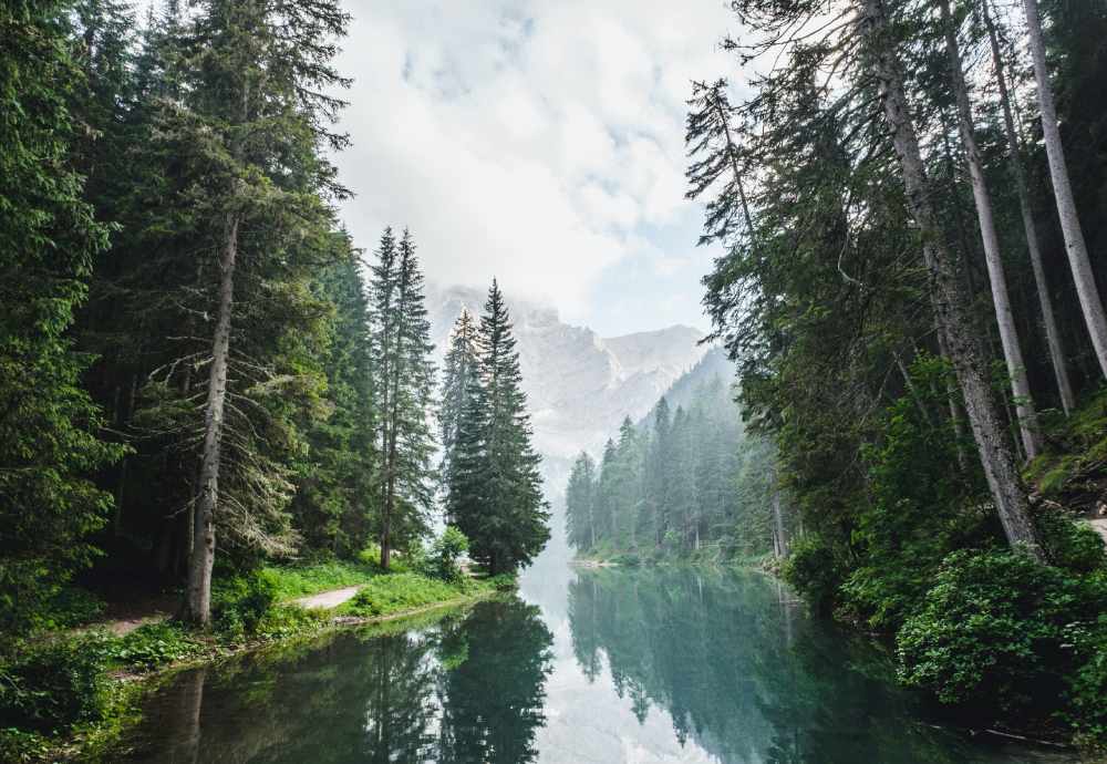 Plants & Trees Trivia
