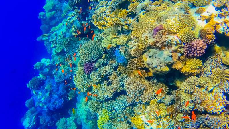 Sea Life and Oceans Trivia