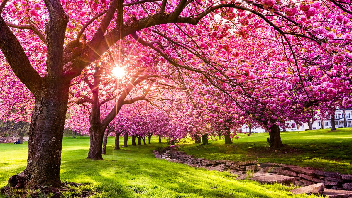 Spring Trivia