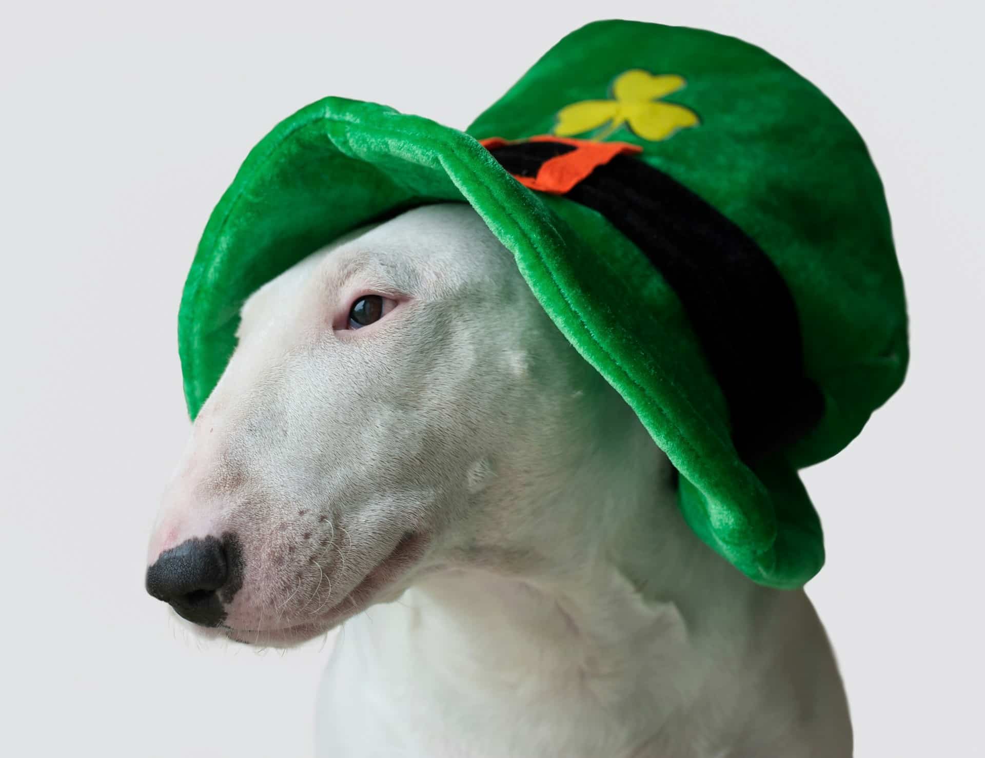 St. Patrick's Day Trivia