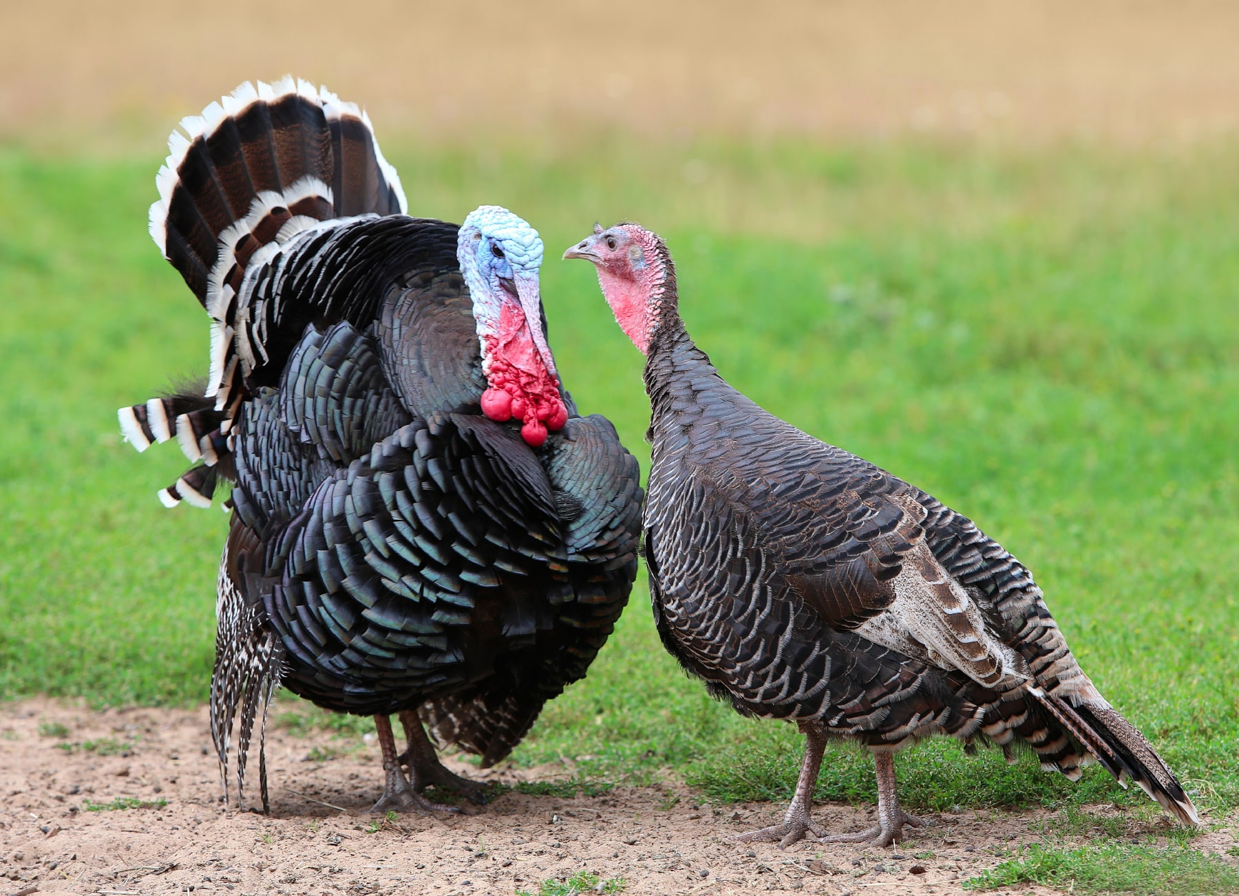 Turkey Trivia