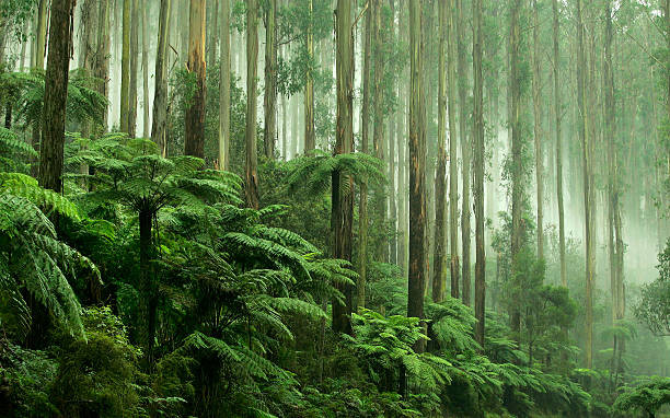 Rainforest Trivia